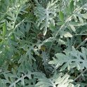Centaurea gymnocarpa